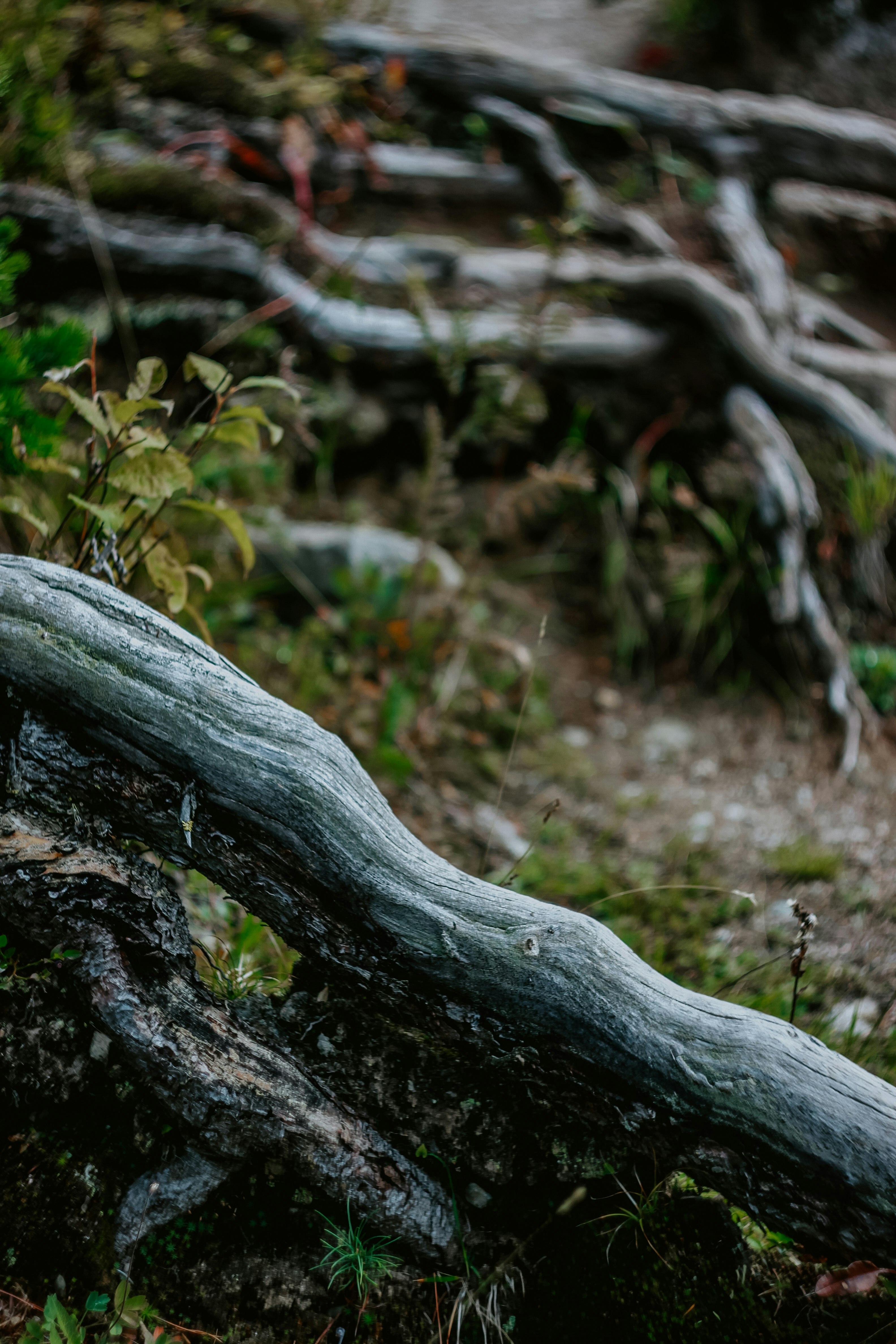 gray tree trunk with green moss